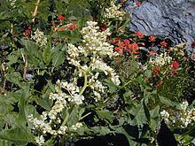 Aconogonon phytolaccifolium httpsuploadwikimediaorgwikipediacommonsthu