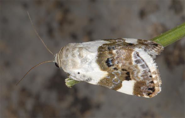 Acontia European Lepidoptera and their ecology Acontia lucida