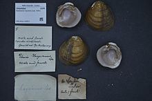 Acorn pearly mussel httpsuploadwikimediaorgwikipediacommonsthu