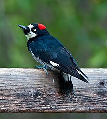 Acorn woodpecker httpsuploadwikimediaorgwikipediacommonsthu