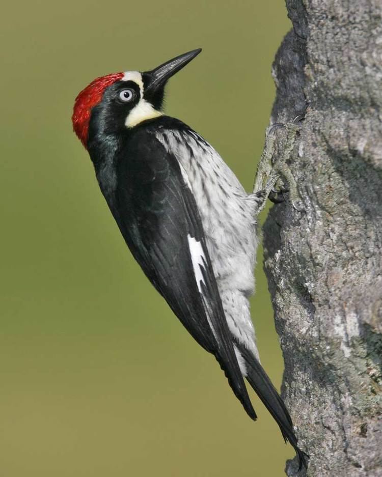 Acorn woodpecker Acorn Woodpecker Audubon Field Guide