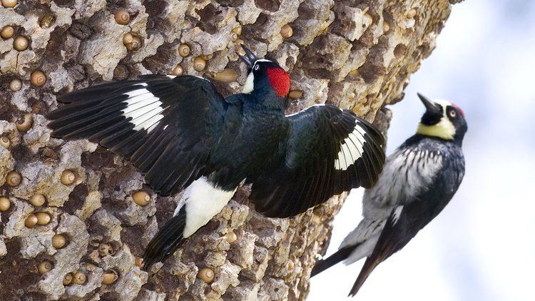 Acorn woodpecker Through the Lens Acorn Woodpecker YouTube