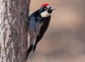 Acorn woodpecker Acorn Woodpecker Identification All About Birds Cornell Lab of