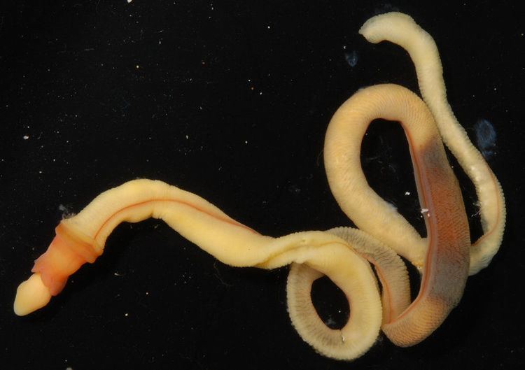 Acorn worm Real Monstrosities Acorn Worm