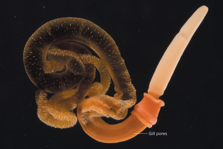 Acorn worm ~ Everything You Need to Know with Photos | Videos