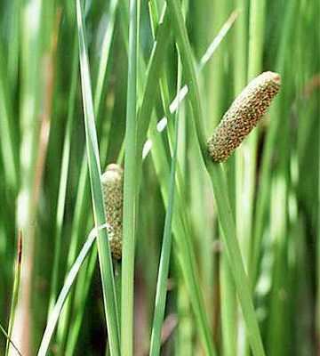 Acorus americanus Online Virtual Flora of Wisconsin Acorus americanus