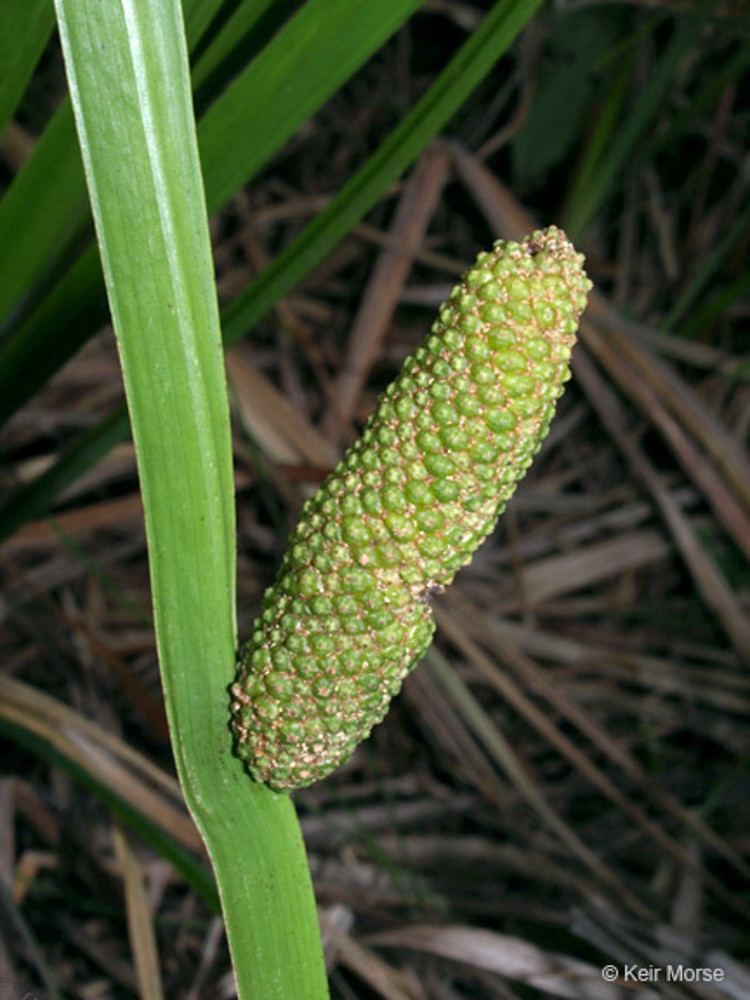 Acorus americanus Acorus americanus severalveined sweetflag Go Botany