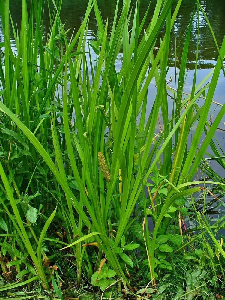 Acorus calamus Acorus calamus Calamus Sweet flag High Desert Riparian Nursery