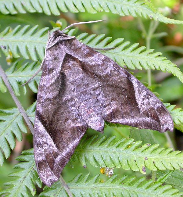 Acosmeryx Sphingidae of the Eastern Palaearctic Acosmeryx naga naga