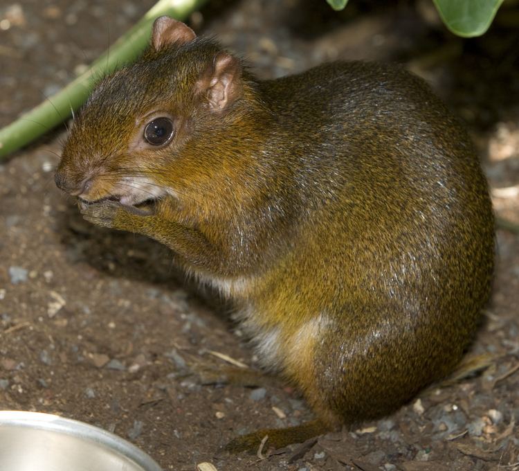 Acouchi Elephant Shrew and Acouchi Born at the National Zoo39s Small Mammal