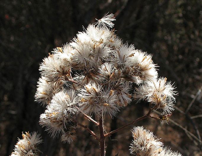 Acourtia Wildflowers NPS SAMO NRA Acourtia microcephala detail page