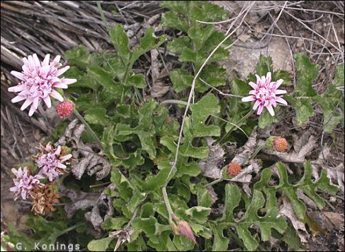 Acourtia Chihuahuan Desert Plants Peonia