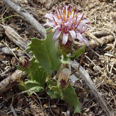 Acourtia Acourtia nana Dwarf Desertpeony Dwarf Desert Peony Desert Holly