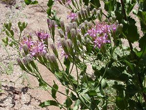 Acourtia Acourtia wrightii Brownfoot Perezia Southeastern Arizona