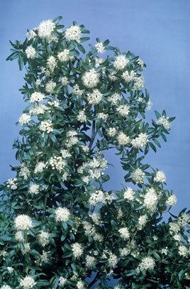 Acradenia frankliniae Acradenia frankliniae whitey woodRHS Gardening