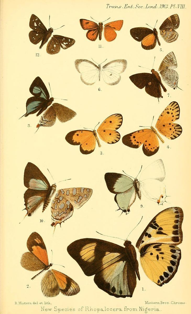 Acraea actinotina