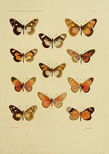 Acraea braesia - Alchetron, The Free Social Encyclopedia