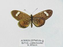 Acraea cepheus httpsuploadwikimediaorgwikipediacommonsthu