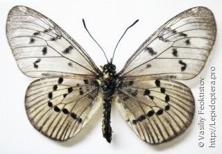 Acraea (genus) Acraea Fabricius 1807