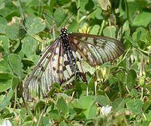 Acraea (genus) Acraea genus Vicipaedia