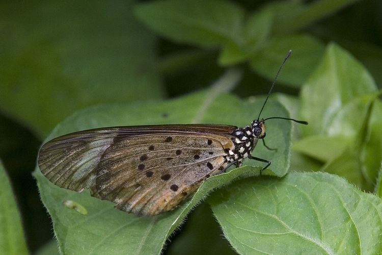 Acraea (genus) Acraea genus Wikiwand