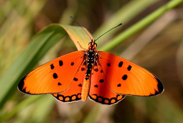 Acraea (genus) httpsuploadwikimediaorgwikipediacommonsff