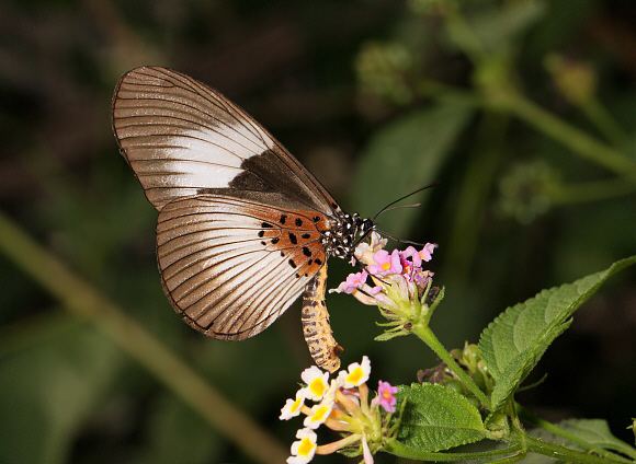 Acraea (genus) Butterflies of Africa Acraea alcinoe