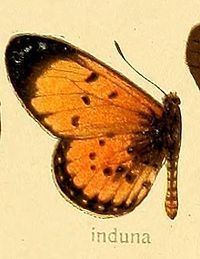 Acraea induna httpsuploadwikimediaorgwikipediacommonsthu