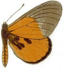 Acraea insignis httpsuploadwikimediaorgwikipediacommonsthu