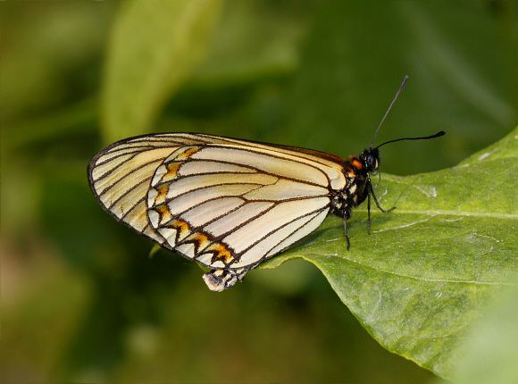 Acraea issoria Butterflies of the Indian subcontinent Acraea issoria