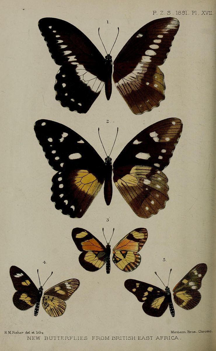Acraea oreas