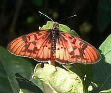 Acraea petraea httpsuploadwikimediaorgwikipediacommonsthu