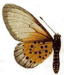 Acraea quirina httpsuploadwikimediaorgwikipediacommonsthu