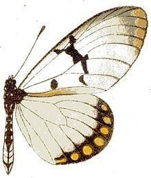 Acraea rabbaiae httpsuploadwikimediaorgwikipediacommonsthu