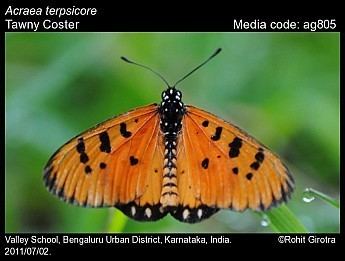 Acraea terpsicore Acraea violae Tawny Coster Butterflies of India