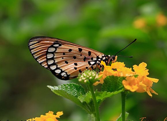 Acraea terpsicore Butterflies of the Oriental region Acraea violae