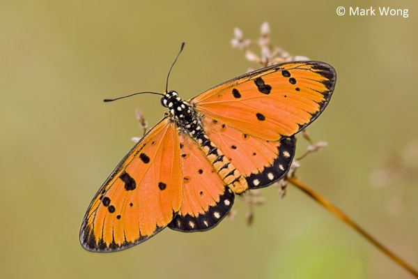 Acraea terpsicore ButterflyCircle Checklist