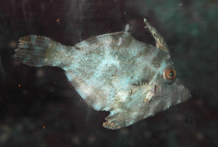 Acreichthys tomentosus Marine Ornamental Fish amp Invertebrate Breeders View topic