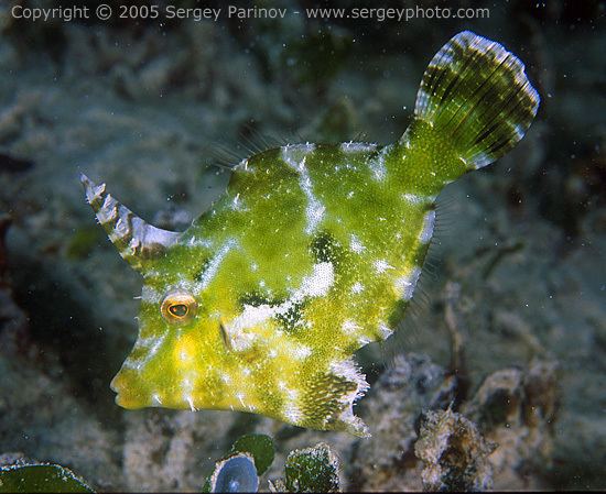 Acreichthys tomentosus Seagrass filefish Acreichthys tomentosus