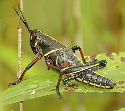 Acrididae Family Acrididae ENT 425 General Entomology