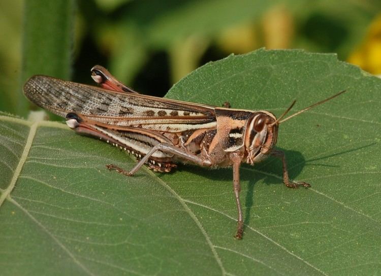 Acrididae Family Acrididae ENT 425 General Entomology