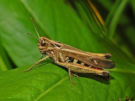 Acrididae Acrididae WikiVisually