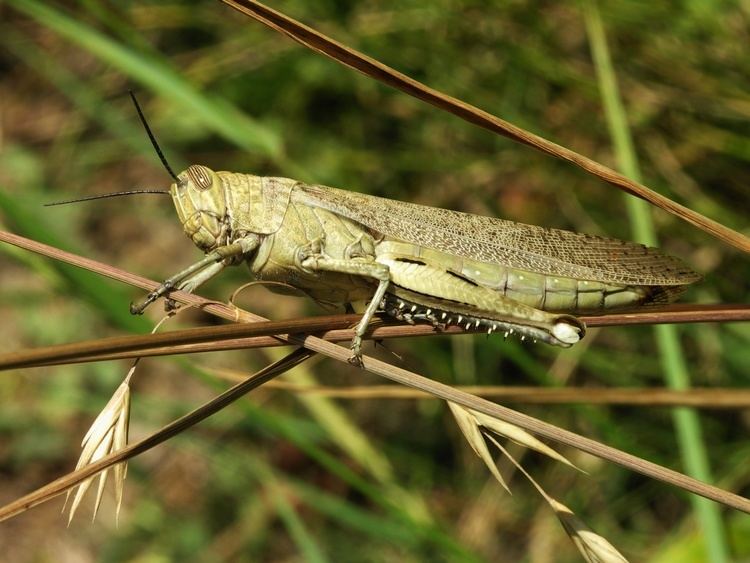 Acrididae Acrididae Wikipedia