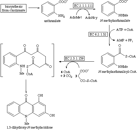 Acridone Acridone Alkaloid Biosynthesis