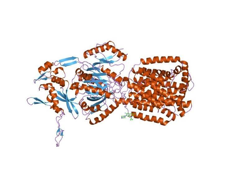 Acriflavine resistance protein family