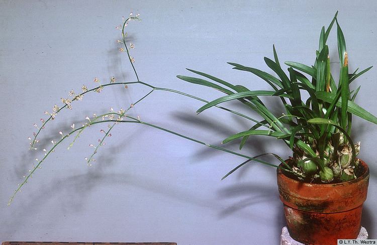 Acriopsis Acriopsis liliifolia