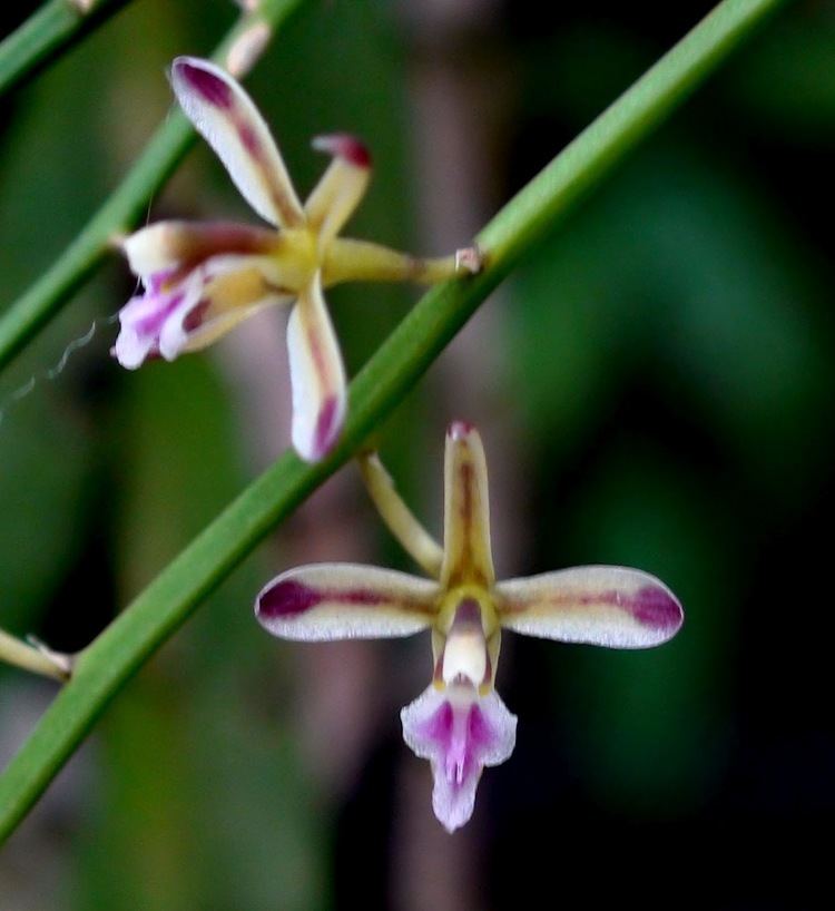 Acriopsis Acriopsis sumatrana Schltr 1900 Wild orchids in sumatra