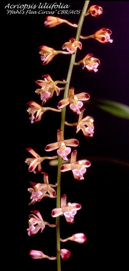 Acriopsis wwworchidspeciescomorphotdiracriopsisliliifoli