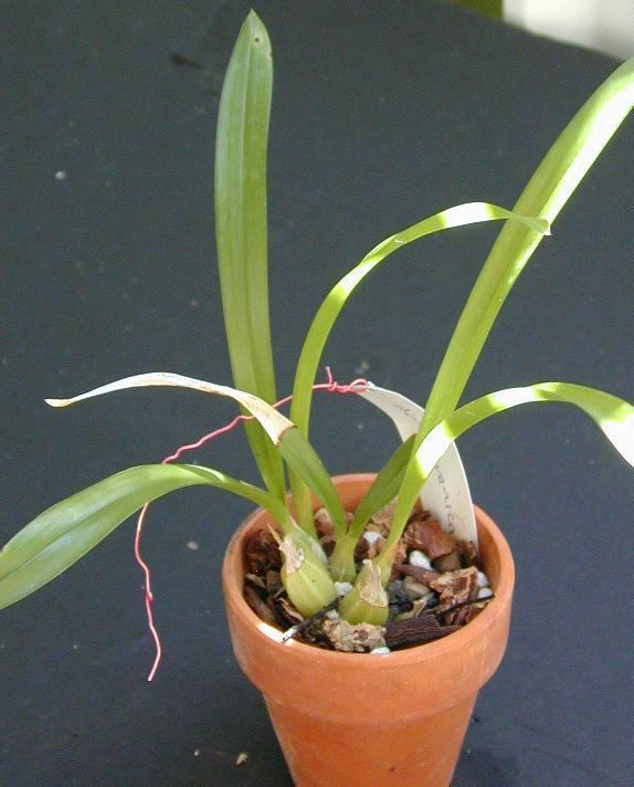 Acriopsis liliifolia wwworchidspeciescomorphotdiracriopjavanicajpg