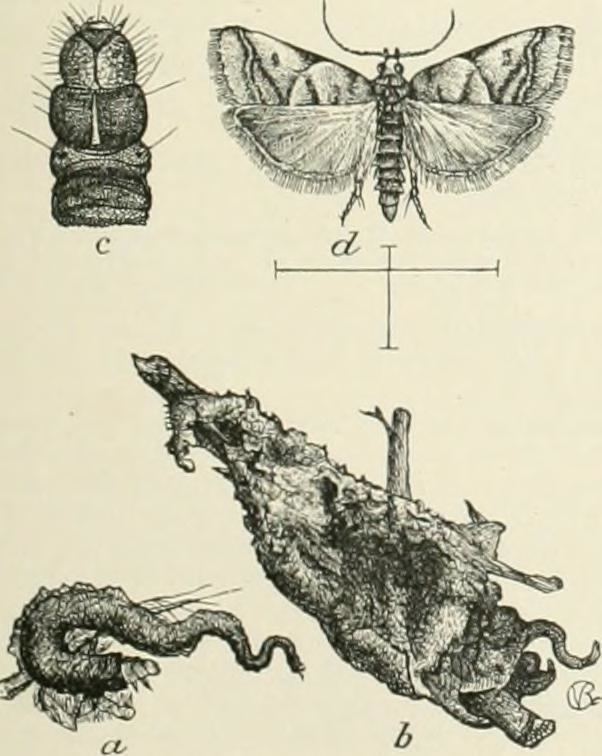 Acrobasis indigenella